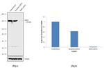 SHIP2 Antibody in Western Blot (WB)