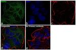 SHIP2 Antibody in Immunocytochemistry (ICC/IF)