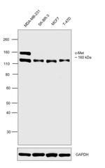 c-Met Antibody