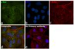 c-Met Antibody in Immunocytochemistry (ICC/IF)