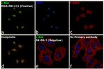 c-Met Antibody in Immunocytochemistry (ICC/IF)