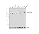 AXIN1 Antibody in Western Blot (WB)