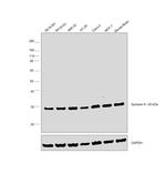 Syntaxin 6 Antibody in Western Blot (WB)