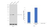 Syntaxin 6 Antibody