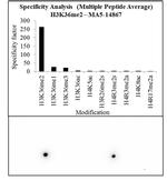 H3K36me2 Antibody