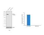 PIK3CA Antibody in Western Blot (WB)