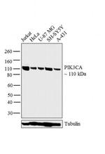 PIK3CA Antibody in Western Blot (WB)