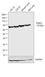 PKC lambda/iota Antibody in Western Blot (WB)