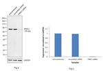 PKC lambda/iota Antibody in Western Blot (WB)