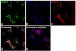 SUMO1 Antibody in Immunocytochemistry (ICC/IF)