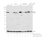 Blimp-1 Antibody in Western Blot (WB)