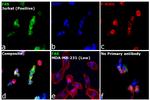 FAS Antibody in Immunocytochemistry (ICC/IF)