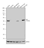 FAS Antibody in Western Blot (WB)