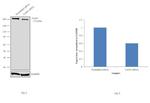 FASN Antibody in Western Blot (WB)