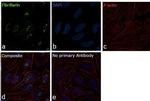 Fibrillarin Antibody in Immunocytochemistry (ICC/IF)