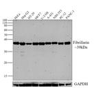 Fibrillarin Antibody in Western Blot (WB)