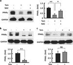 PPAR gamma Antibody in Western Blot (WB)