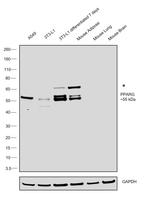 PPAR gamma Antibody in Western Blot (WB)