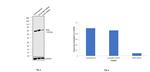 PKM2 Antibody in Western Blot (WB)