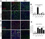 HNF4A Antibody in Immunohistochemistry (IHC)