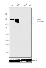 SHIP1 Antibody