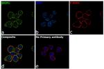 SHIP1 Antibody in Immunocytochemistry (ICC/IF)