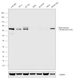 NUMB Antibody in Western Blot (WB)