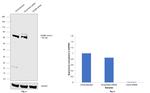 NUMB Antibody in Western Blot (WB)