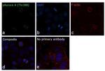 Phospho-Aurora A (Thr288) Antibody in Immunocytochemistry (ICC/IF)