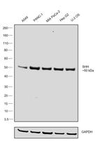 SHH Antibody in Western Blot (WB)