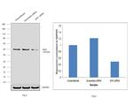 SHH Antibody in Western Blot (WB)