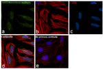 CRTC3 Antibody in Immunocytochemistry (ICC/IF)