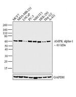 AMPK alpha-1 Antibody in Western Blot (WB)