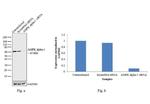 AMPK alpha-1 Antibody