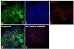 Lyn Antibody in Immunocytochemistry (ICC/IF)