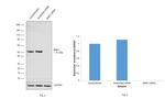 MNK1 Antibody