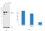 TCF7L2 Antibody in Western Blot (WB)