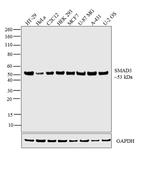 SMAD3 Antibody in Western Blot (WB)