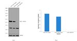 LKB1 Antibody in Western Blot (WB)