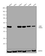 LKB1 Antibody in Western Blot (WB)