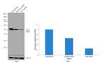 LKB1 Antibody in Western Blot (WB)