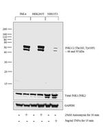 Phospho-JNK1/JNK2 (Thr183, Tyr185) Antibody in Western Blot (WB)