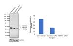 WNT5A Antibody in Western Blot (WB)