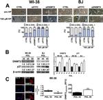 p21 Antibody in Western Blot (WB)