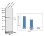 SUFU Antibody in Western Blot (WB)