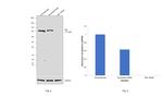 c-Cbl Antibody in Western Blot (WB)