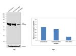 TAB1 Antibody