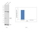 DARPP-32 Antibody