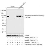 Phospho-STAT5 alpha (Tyr694) Antibody