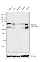 TCF7L2 Antibody in Western Blot (WB)